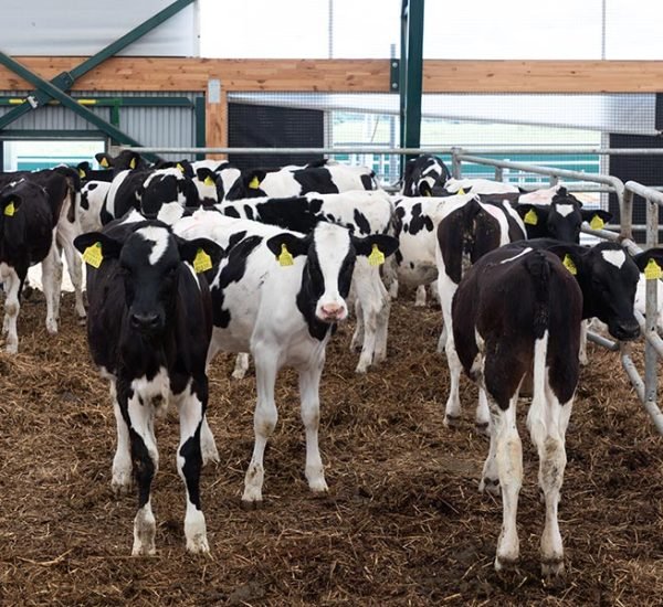 a-group-of-young-dairy-cows-outdoor-walking-in-a-f-resize.jpg